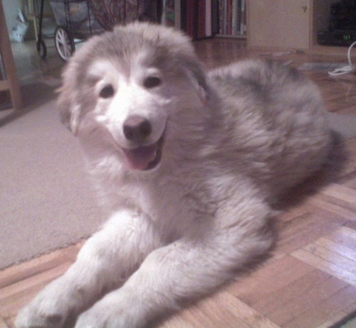 A large breed, fluffy, thick coated white with gray puppy with dark eyes and a brown nose looking happy laying on a hardwood floor inside of a house