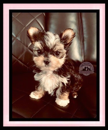 A tiny, fluffy, longhaired, tricolor little puppy with small bat ears that stand up, a black nose and wide round dark eyes sitting down on a leather chair