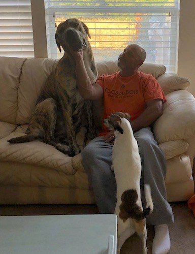 A huge, tan-brindle, mastiff-type dog sitting on a couch next to a man with a medium-sized tricolor dog jumping up at the mans lap from the floor
