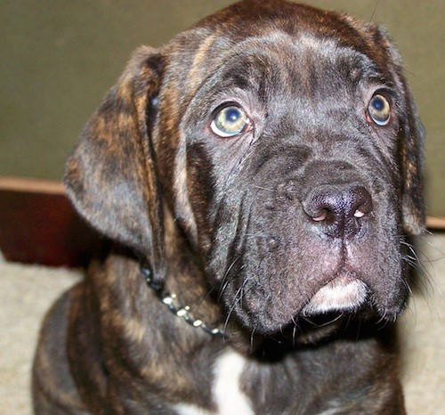 Close up head shot of a brown brindle large breed puppy wiht droopy eyes and extra skin with wrinkles and soft ears that hang down to the sides