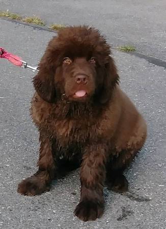 A fluffy brown, chocolate colored Newfoundland puppy sitting down with her pink tonuge showing