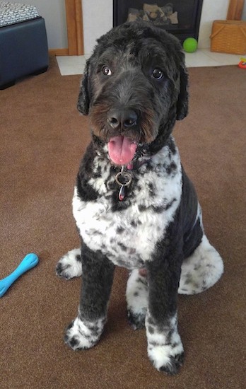 A curly-coated brown and white dog with his hair shaved short sitting down on a brown carpet looking to the left wih his eyes and his pink tongue showing.