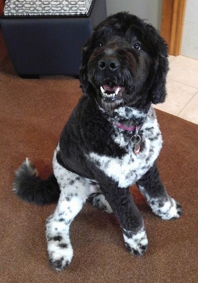 A thick, curly-coated brown and white dog with his hair shaved short sitting down on a brown carpet with his white teeth showing looking happy.