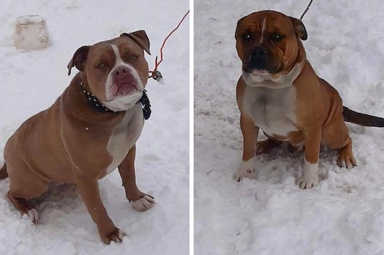 pitbull x english bulldog