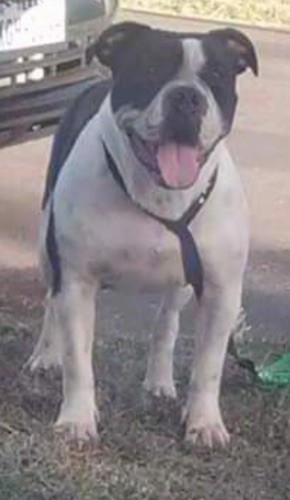 Olde Pit Bulldogge Dog