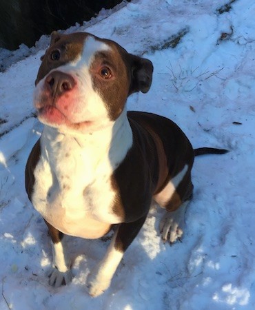 A brown and white muscular pit bull terrier sitting in the snow looking up