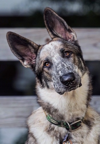 Panda Shepherd Dog Breed Information and Pictures