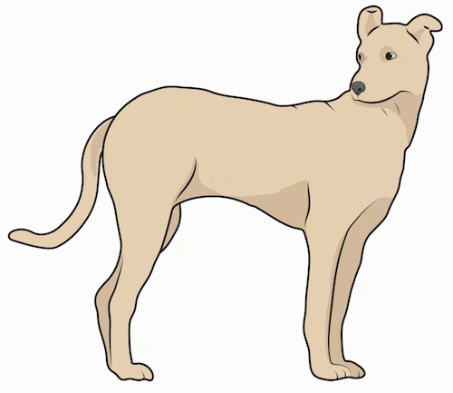 A short coated, tall, tan dog with a long tail and ears that bend up and out to the sides with a black nose and dark eyes standing up looking behind herself