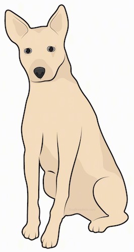 A shorthaired, tall, tan dog with large prick ears, dark eyes and a dark nose sitting down