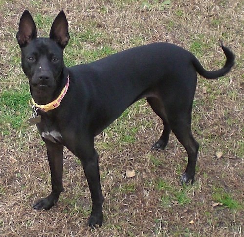 solid black dog breeds