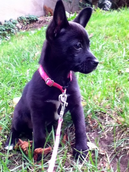 A little, shorthaired, black perk eared puppy with dark eyes and a black nose sitting down in the grass