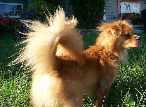 Back side view of a fawn colored small dog with a long thick coat, a tail that curls up over his back with long fringe hair coming from it, ears that hang to the sides, a black nose and dark eyes standing outside in long grass next to a tan house with red shutters