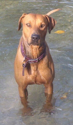 A large breed fawn colored dog with a long neck wearing a purple collar standing in deep water.