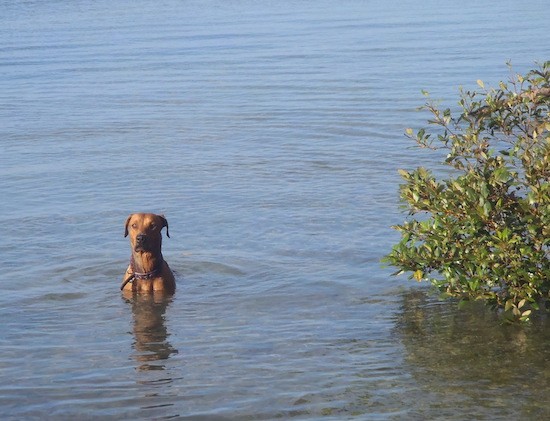 A large breed fawn colored dog sitting down in deep water that reaches the dogs neck.