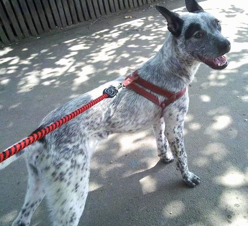 A white and black ticked large breed dog with a wide forehead and large prick ears wearing a red harness standing outside in on pavement under the shade of a tree