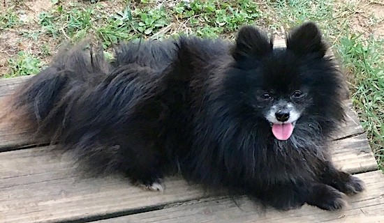 A fluffy little black dog with a very thick long coat, small ears that stand up to a point, dark eyes, a black nose and a gray snout laying down on a wooden picnic table outside