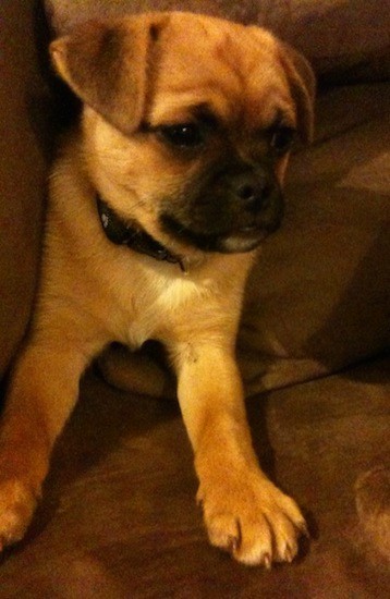 Front view of a small tan puppy with thick, short hair, a black muzzle, tan body, short v-shaped ears and wrinkles on his forehead laying on a brown couch