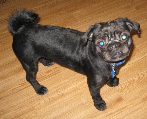 A little black dog with a ring tail, a round wrinkly head and round eyes standing inside a house on a wooden floor.