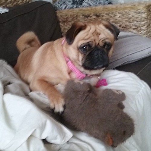 pug cross cavalier puppies