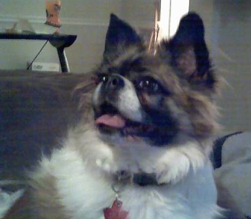 A long haired tan, black and white thick bodied dog with prick ears, a pushed back square snout, wide dark eyes and a black nose sitting down with her pink tongue showing