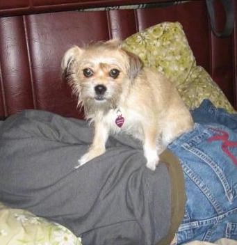 A scruffy little tan dog with longer hair on her face and coming from her hanging ears, wide dark round eyes and a black nose sitting on top of a person who is laying down on a bed sleeping