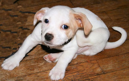 A small white and tan puppy sitting down on a hardwood floor scratching the back of his ear