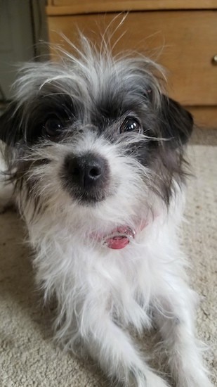 Front view of a scruffy little white dog with a gray face, black nose and dark wide round eyes wearing a red collar laying down on a tan carpet