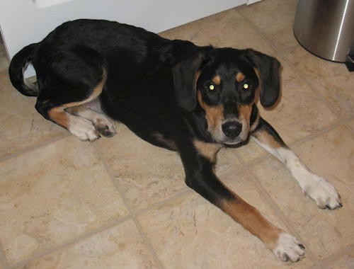 A tricolor hound looking dog with soft ears that hang down to the sides and a black nose laying down in a kitchen on a tan tiled floor