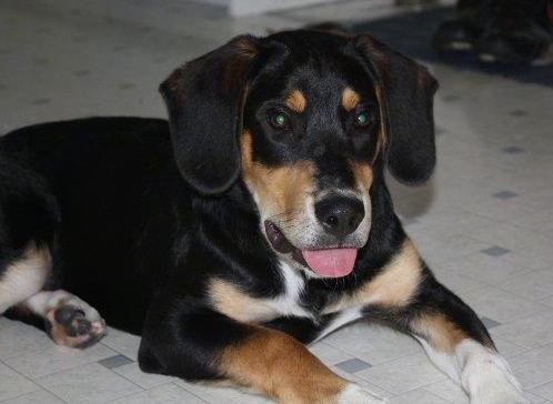 An adorable tricolor, black, tan and white puppy wiht a large head and thick body laying down on a white and gray tiled floor with his pink tongue showing
