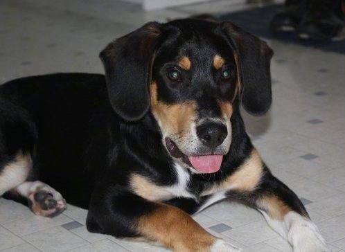 beagle rottweiler