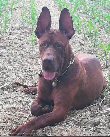A large breed reddish-brown dog with very large ears that stand up on the top of her large head with a blocky long muzzle and a big brown nose with golden eyes laying down in a field wearing a chain link collar