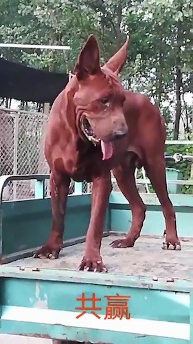 Front view of a large breed red colored dog standing in the back of a green truck looking down