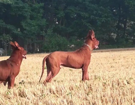 Two large breed reddish-brown dogs with thick bodies, long tails and large prick ears standing in a field of brown grass