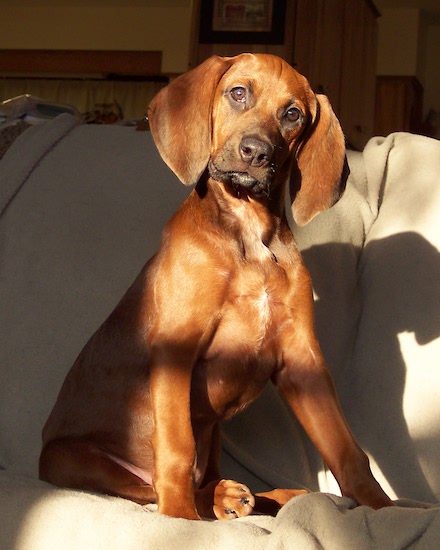 A bright copper colored short haired puppy with large hanging ears and a brown nose sitting down