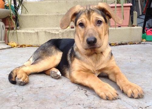 A black with tan dog with lots of wrinkles on his forehead, a large muzzle and big black nose laying down on cement in front of cement steps outside