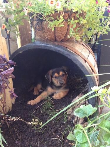A little black and tan puppy with ears that hang down to the sides laying down in dirt inside of a brown barrel with a plant of flowers on top of the barrel
