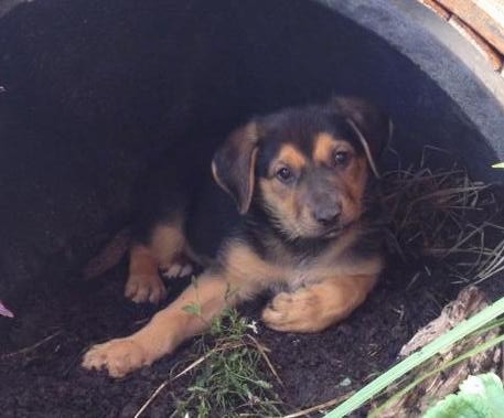 Close up of a black  and tan puppy with dark eyes and a black nose and ears that hang to the sides laying down in dirt inside of a barrel