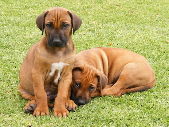 Two wrinkly fawn puppies, one with white on his chest sitting outside in grass