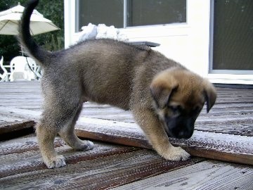 ridgeback german shepherd