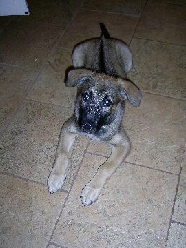 A little tan with black puppy with a black line down her back and ears that fold down and out to the sides laying down on a tan tiled floor inside of a house