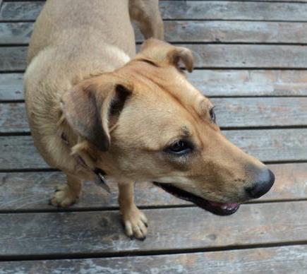 View from the top looking down at a tan large breed dog with along muzzle and a black nose with ears that fold over to the sides standing outside on a wooden deck