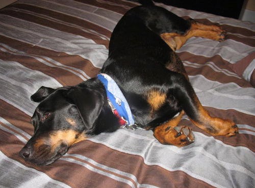 A black and tan thick, heavy dog with short stumpy legs, a large head and long muzzle wearing a blue and red bandana laying down on a person's brown and gray bed