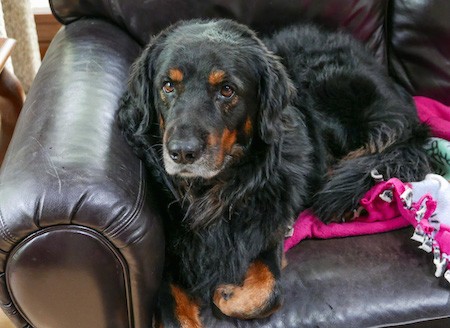 A thick bodied, large black and tan dog laying down on top of a hot pink blanket on a leather couch