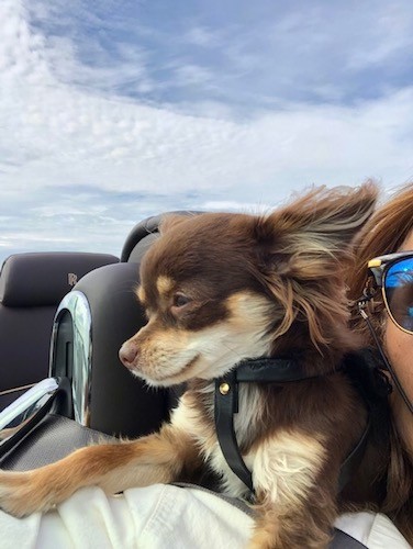 A small brown, tan and white dog with his ears pinned back, almond shaped eyes and a brown nose laying across the shoulder of a lady who is driving a convertible car down the road