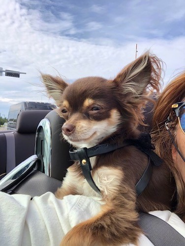 A brown, tan and white little dog with a round head and large ears that stick up and out to the sides with fringe hair hanging from them in a convertible car driving down the highway