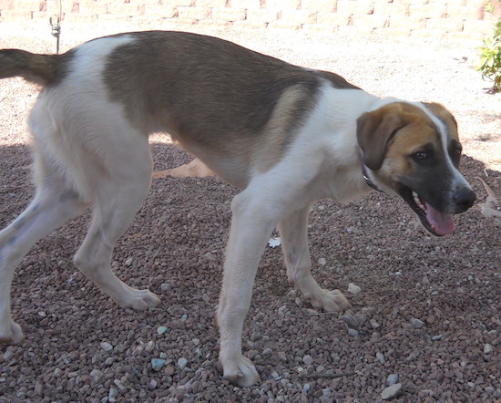 A large breed tricolor tan, black and white dog outside standing on stone