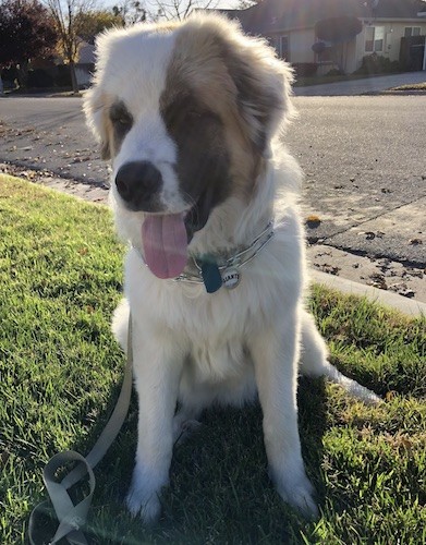 A large breed, thick coated, long-haired white dog with a dark mask on his face, a large black nose, dark eyes and ears that fold to the sides with fluffy fur on them sitting down in grass next to a street with a house in the background