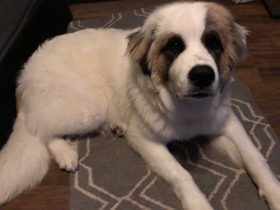 An extra large white dog with a soft, thick, fluffy coat, a very big head with a large nose and dark eyes with dark patches around them and a long white thick tail laying down on a gray rug