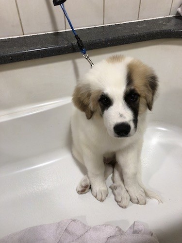 A large breed puppy with a white body and dark tan and black patches on his face sitting in a white bathtub
