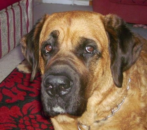 Close up head shot of an extra large breed dog with a big tan head with black ears and a black muzzle and brown eyes